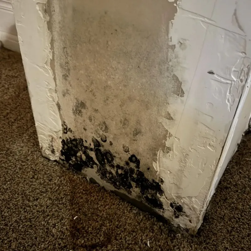 Professional Mold Removal in Crane County, TX